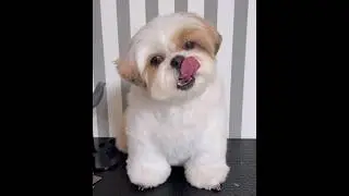 Professional heart stealers ❤ Shihtzu dog #dog #shihtzu #viral