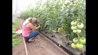 BEEFSTEAK TOMATO HOUSE ( Pruning), CUCUMBER HOUSE & WHAT WE ARE UP TO!