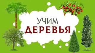 Деревья. Изучаем названия