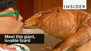 Meet MacGyver, the lovable giant lizard