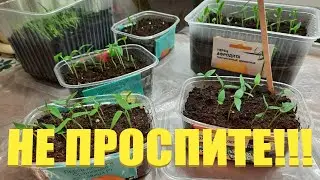 ВЕСНОЙ ЭТО НУЖНО СДЕЛАТЬ В ПЕРВУЮ ОЧЕРЕДЬ! ОБЗОР РАССАДЫ.