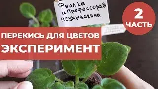 Перекись водорода для цветов. Эксперимент часть 2