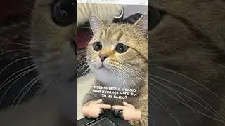 мемы и мемы 
