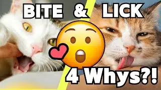 4 LOVE Messages Cats Give You With Bites then Licks | How to Stop Their Bites? #facts