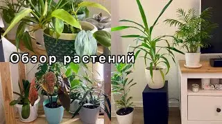 Мои растения весной 🪴 обзор