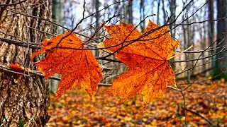 Beautiful relaxing music, calming soothing instrumental music, “Golden Autumn November”. 10 hours.