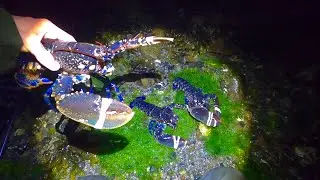 Best Coastal Forage this Year - massive lobsters & Crab at 2AM