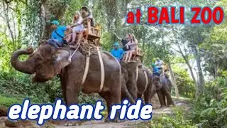 Elephant Ride,Elephant Safari at Bali Zoo Park,Gianyar-Bali