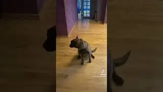 Арма- и драконы , готовимся