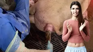 Sow Birthing Assistance Ensuring a Smooth Delivery Process #withme Pretty Girls in Farming