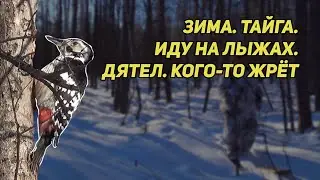 ✔️ Зима Тайга Иду на лыжах. След зверя Дятел кого-то жрёт Хватит жрать, дятел! Оставь мне!