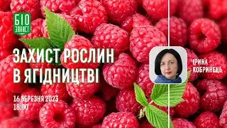 Захист суниці та малини. Ірина Кобринець.