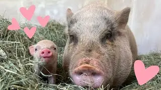 Rescued Mama Pig & Baby Piglet Talking to Each Other