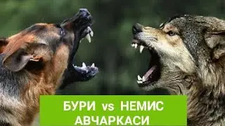 Бури ва ит жанги. Бури ва Немис авчаркаси. 