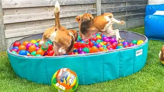CUte Puppies Ball Pit Party  Ft.Louie & Marie