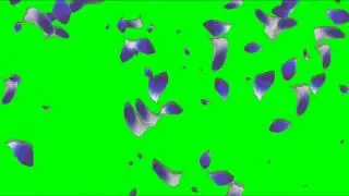 Футажи Лепестки,Футаж Лепестки роз, Падающие лепестки роз Футаж, Лепестки роз Футажи
