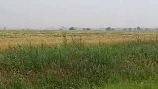 Урожая не будет! Положило посевы!