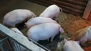 🆗Балую поросят как детей ✅ Разнообразие рациона хорошо сказывается на вкусе 🥩