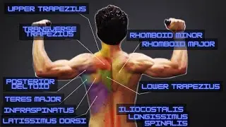 Hit EVERY BACK MUSCLE in ONE COMBO EXERCISE!! (Plus “Fast-Twitch“ Finisher) - Using Any Free Weight!