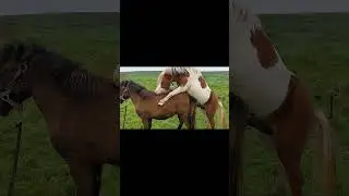 horse mating 