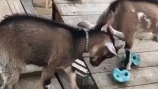 Cute baby goats play king of the hill