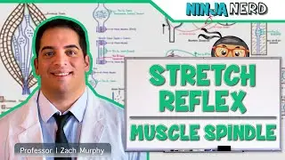 Neurology | Spinal Cord: Stretch Reflex | Muscle Spindle