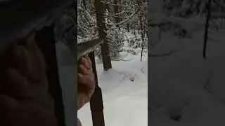 Хитрый заяц, быстрый стрелок.