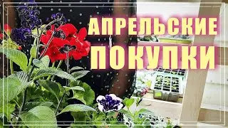 Мои апрельские покупки. Пеларгонии, петунии, гелиотроп