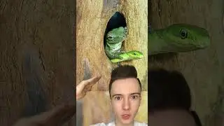 Лягушка катается на змее 