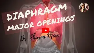 Openings of the diaphragm with its contents & location easy way to remember