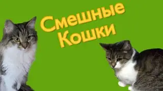 Смешные кошки Приключения Кляксы и Рыси