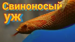 Уж с лицом поросёнка