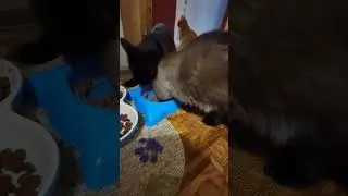 Кошки 🐱 голодают❓️