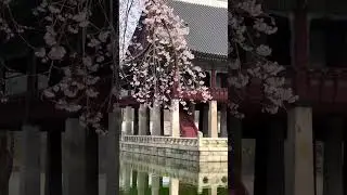 ЖДЕМ Цветение Всей Кореей😍