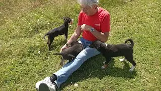 YAVRU KÖPEKLERLE OYNUYORUZ 3 yavru sevimli köpek