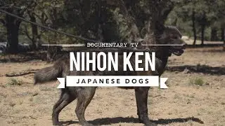 JAPANS RARE DOG BREEDS - NIHON KEN