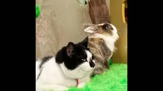 Баффи и Малыш А - ну - ка  Давай - ка 🐈‍⬛🐇