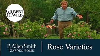 Growing Rose Varieties | Garden Home (703)