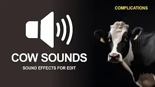 Cow Sound Effects For Edits - SOUND EFFECT SAPI