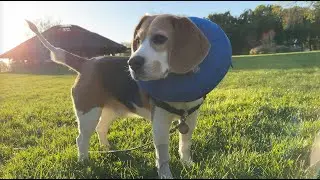 Oliver's new tail