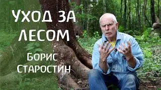 Уход за лесом. Борис Старостин