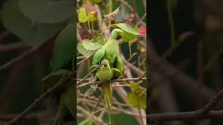 PARAKEET FOUND HIS TRUE ❤️#wildlifephotography#viralshorts#trendingshorts#viral