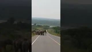 Elephantastic crossing!!!🐘🐘🐘 | Herd of Elephants Crossing the Road #elephant #elephants #tusker