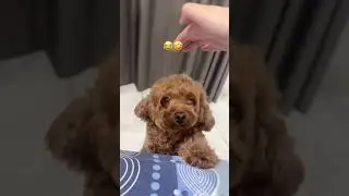 AKU TAKUT DOGGY TAPI LUCU 😭🙏 GIMANA YAH WKWKWK 