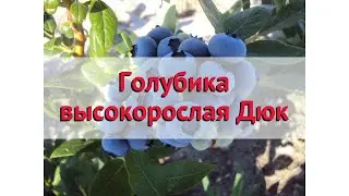 Голубика высокорослая Дюк 🌿 Обзор: посадка и уход. саженцы голубики Дюк: описание и особенности