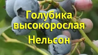 Голубика высокорослая. Краткий обзор, описание характеристик vaccinium corymbosum нельсон