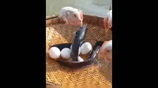 Best Fish Trap Video In River Flowing Water | Hen Head Trapping System |#shorts