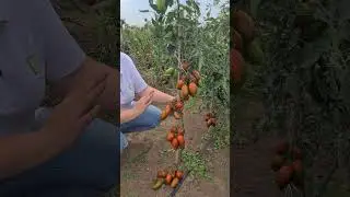 Томат для консервации. Сорта томатов для открытого грунта и теплиц.