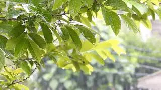 Rumori della Natura Rilassanti Rumore della Pioggia Relax