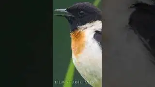 Singing stonechat male and female #birds #wildlife #animals